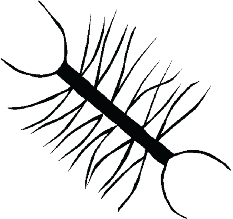 Chaetoceros illustration