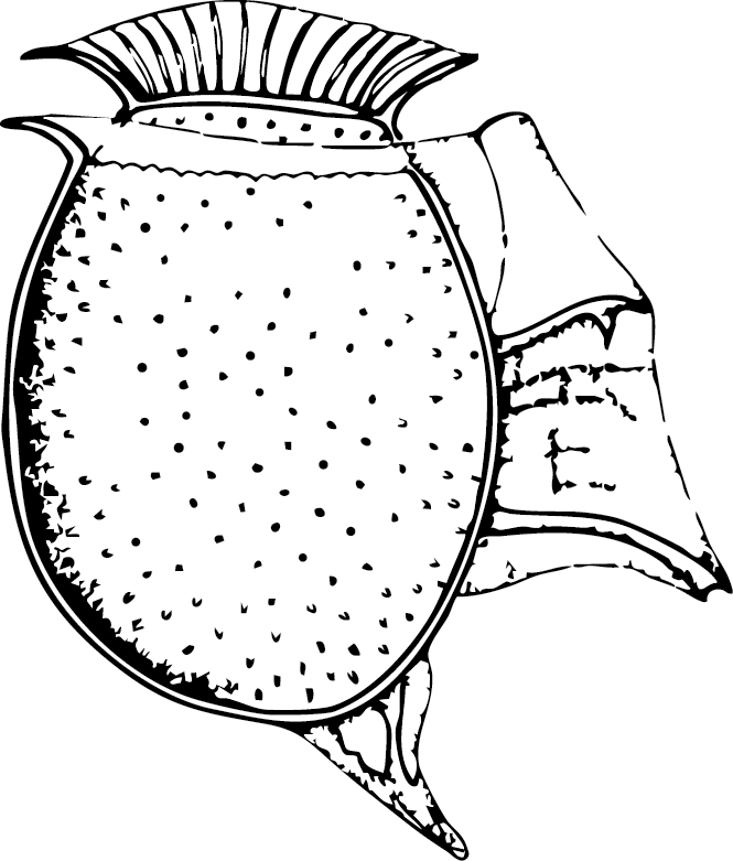 Dinophysis illustration
