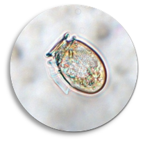 Dinophysis microscope