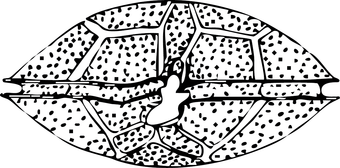 Gambierdiscus illustration