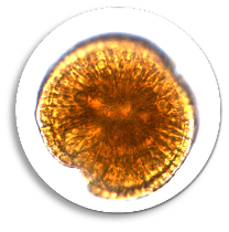 Gambierdiscus microscope