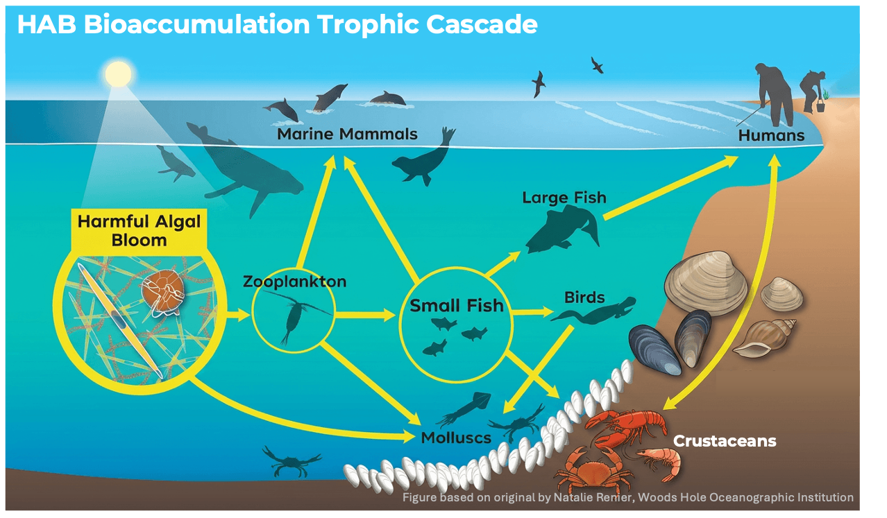 HAB food web diagram