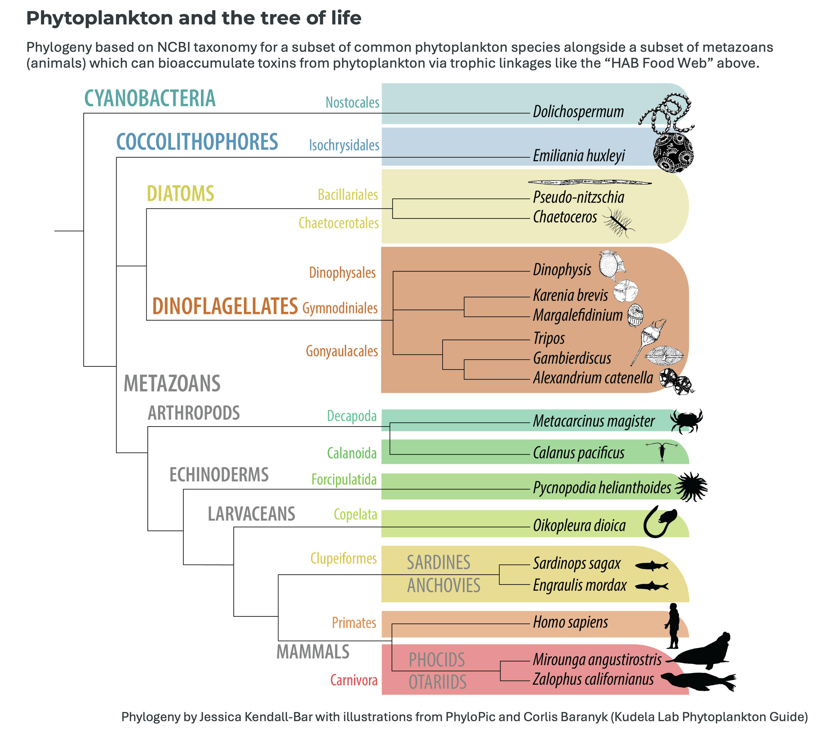 Phytoplankton phylogeny with captions